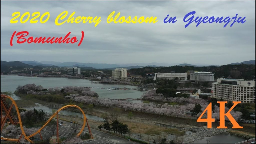 4K, 2020경주 (보문호) 벚꽃개화 (2020 Cherry blossom in Gyeongju (Bomunho)