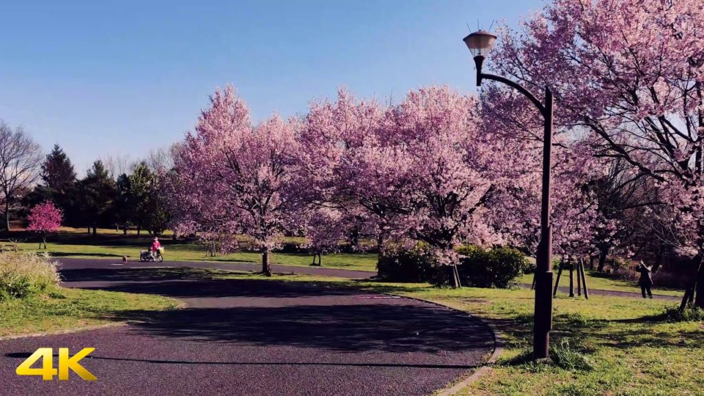 4K Cherry Blossom(Sakura/桜) in Tokyo(Toneri Park) 2020