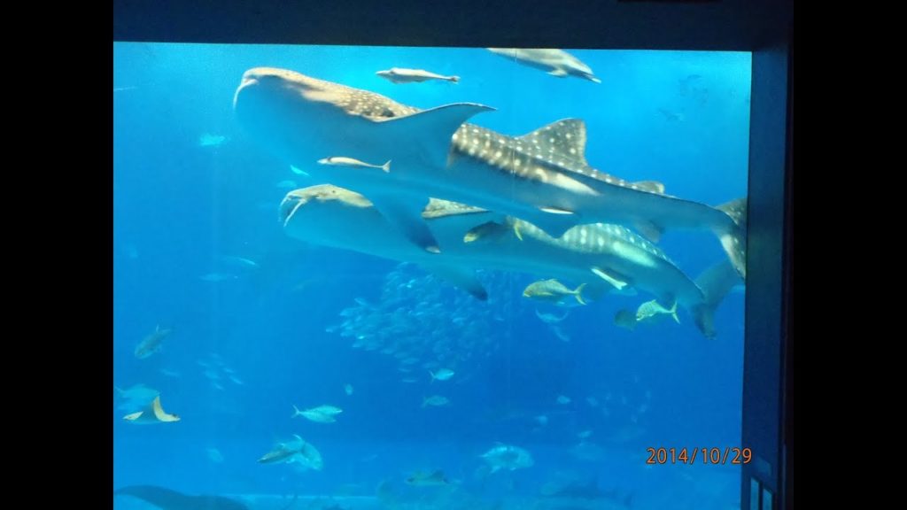 Japan　Travel　Okinawa　沖縄旅行　hachimaru