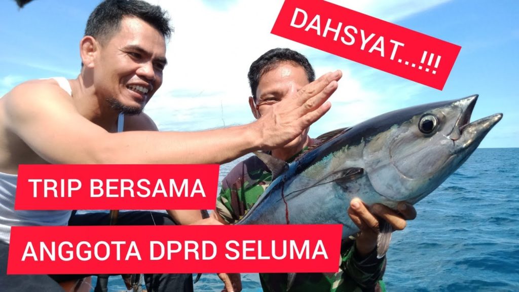 Trip bersama anggota DPRD Seluma, dahsatnya strike tuna, strike tuna di laut bengkulu Trip bersama anggota DPRD Seluma, dahsatnya strike tuna, strike tuna di laut bengkulu