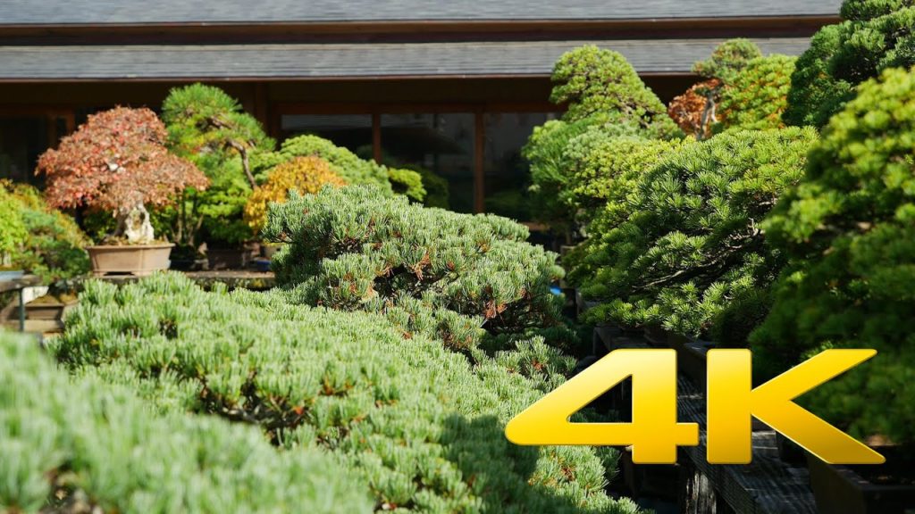Omiya Bonsai Village - Saitama - 大宮盆栽村 - 4K Ultra HD