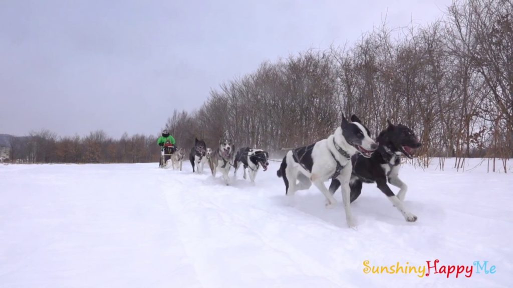 Winter Adventure – Hokkaido II (Dog sledding) Winter Adventure - Hokkaido II (Dog sledding)