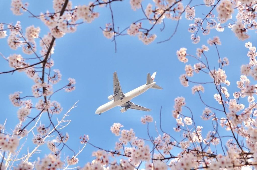 .
When enjoying the cherry blossoms, which do you prefer?
Please share your choi...