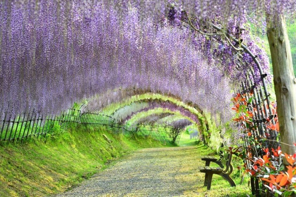 Visit Japan: Kawachi Fujien Wisteria Garden, set in the hills to the south of Kitakyushu, is … Kawachi Fujien Wisteria Garden, set in the hills to the south of Kitakyushu, is ...