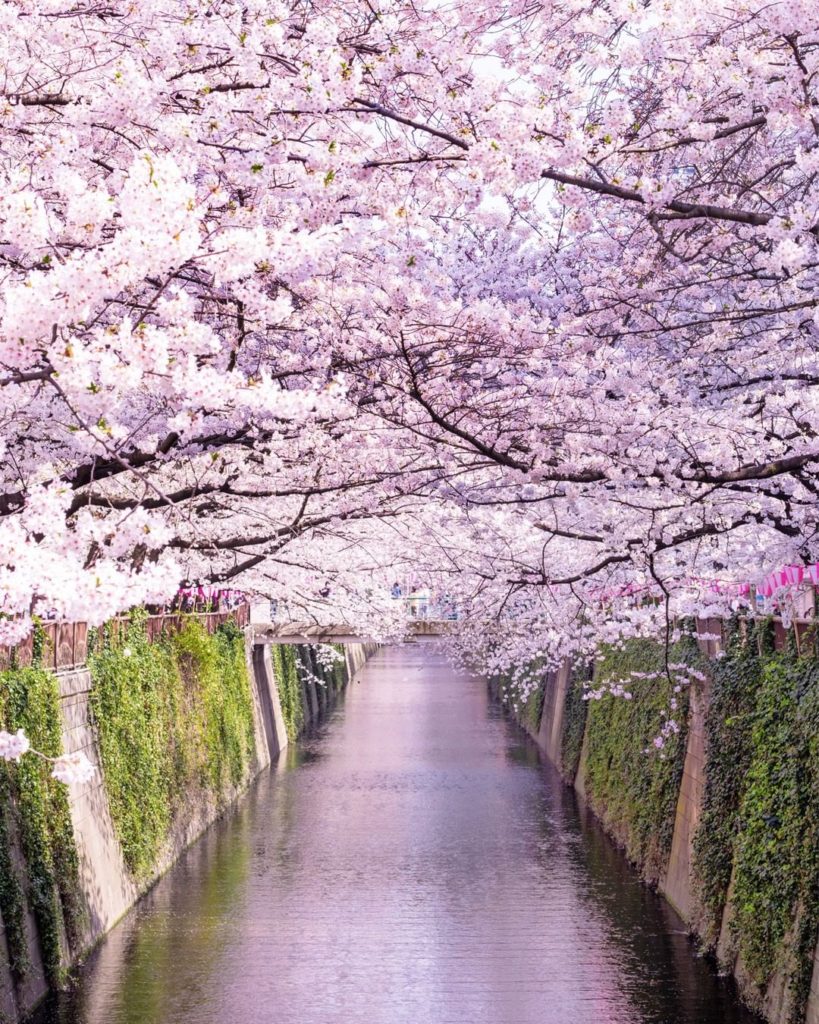 .
The some 800 cherry blossom trees lining the Meguro River are truly a work of ...