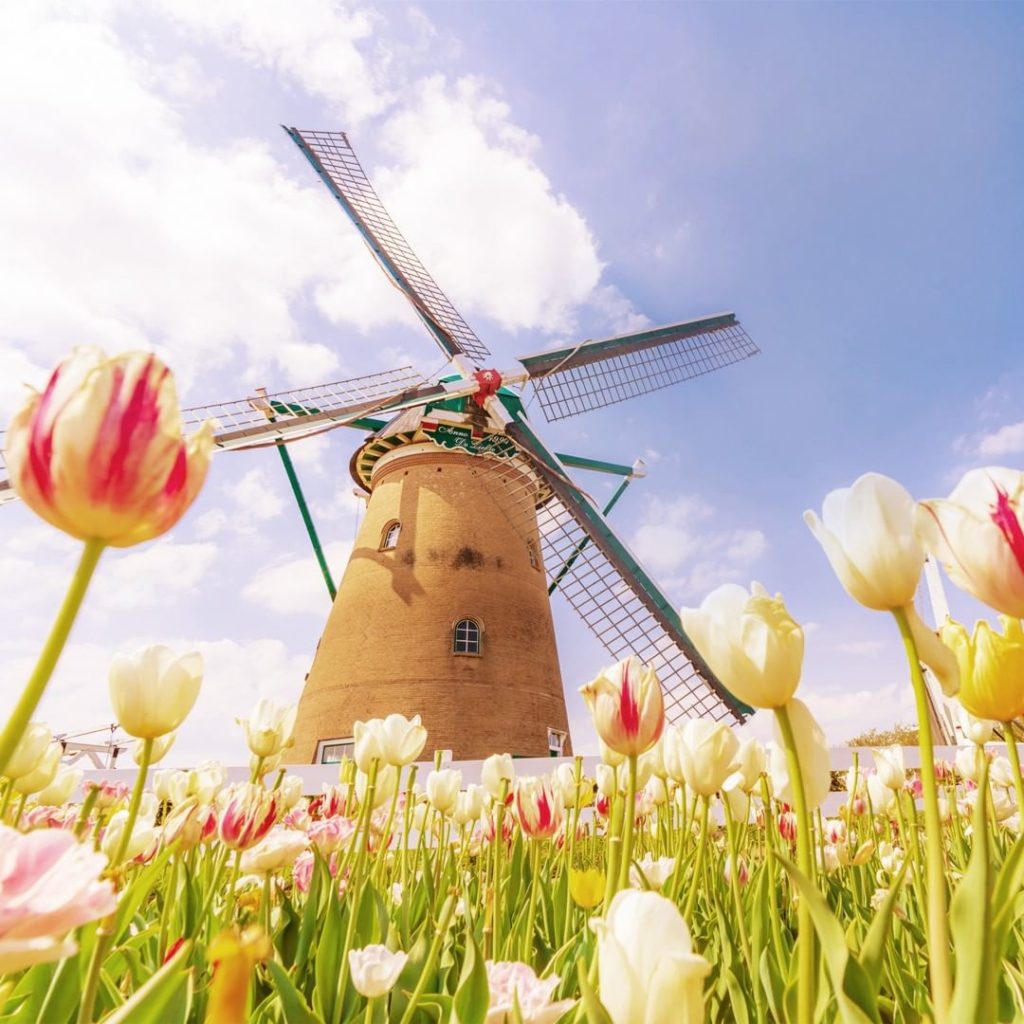 .
Every April tulips bask in the sun surrounding the authentic Dutch windmill in...