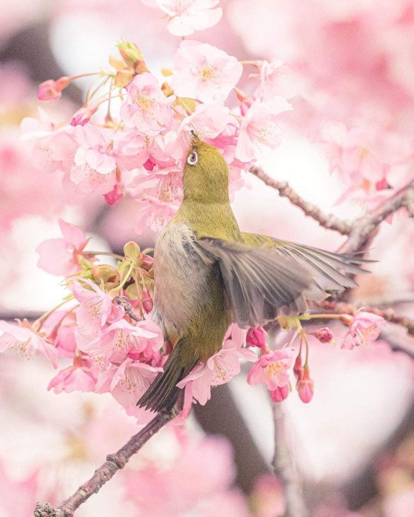 Visit Japan: Everyone loves the great outdoors during cherry blossoms season, even this Japan… Everyone loves the great outdoors during cherry blossoms season, even this Japan...
