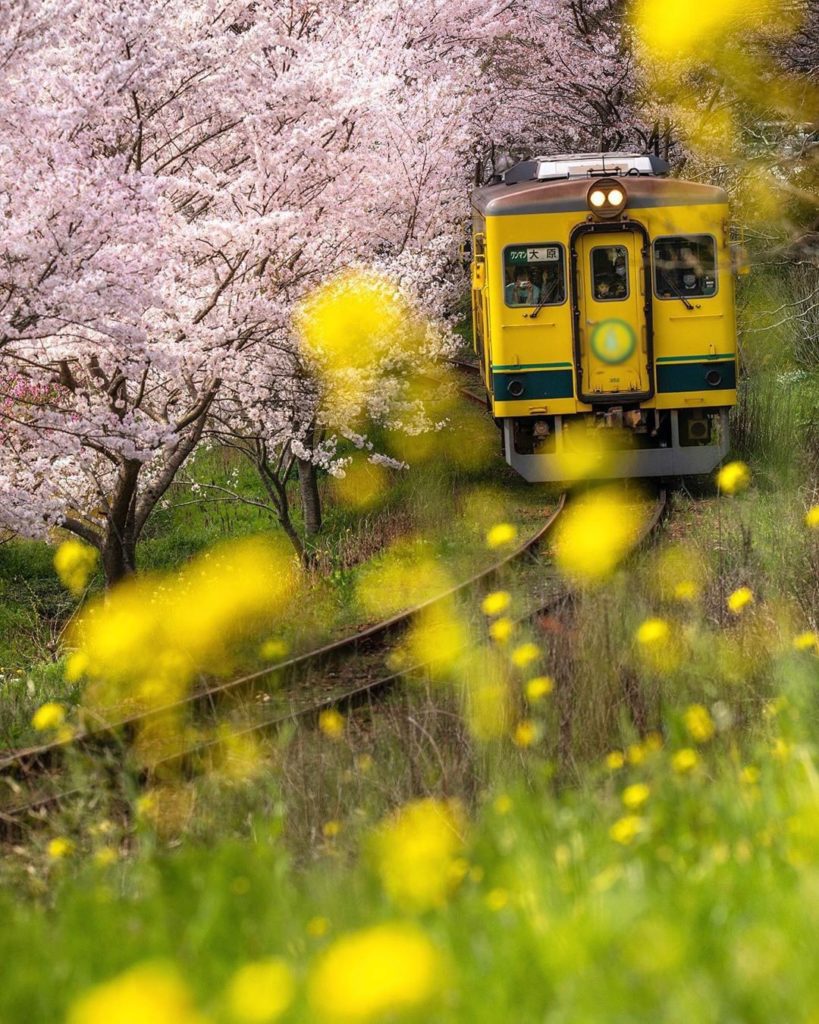 .
Along the Isumi Railway, the tracks are flanked by idyllic cherry blossoms and...