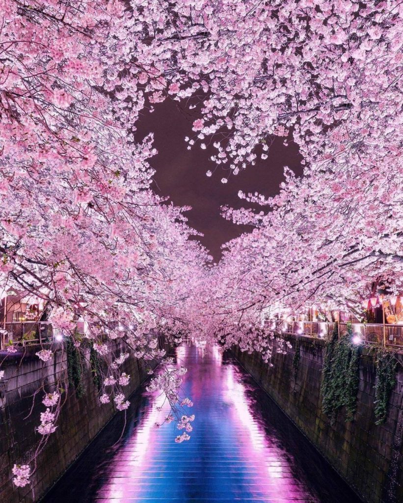 All the heart eyes (and heart shapes!) for sakura season just around the corner....