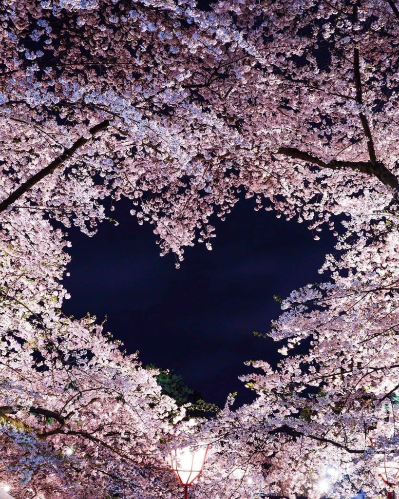Visit Japan: Hands up if you cherry blossom season! This amazing capture was taken by @erika… Hands up if you cherry blossom season! This amazing capture was taken by @erika...
