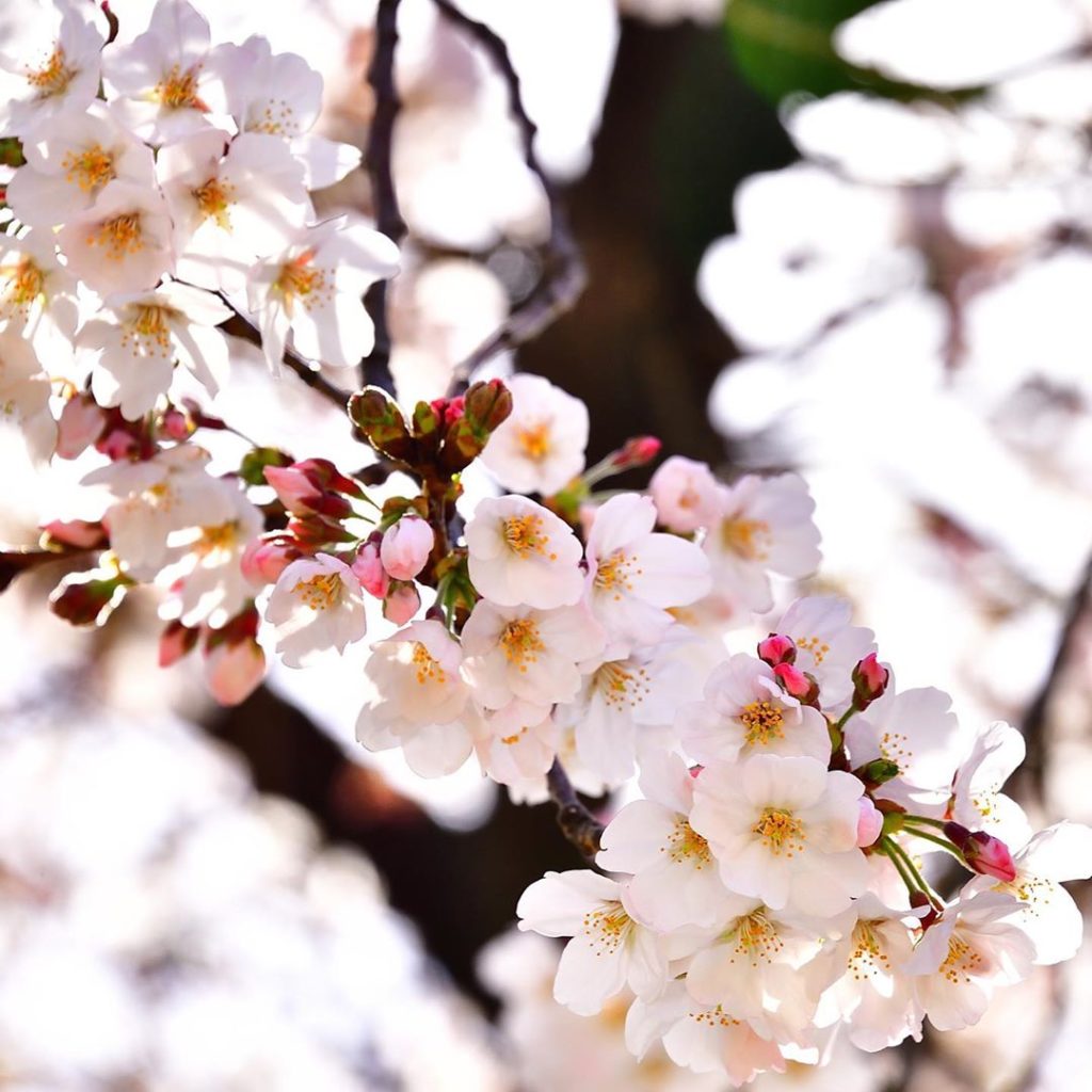 Ueno Park's cherry blossom trees have begun to bloom. Officials are asking peopl...