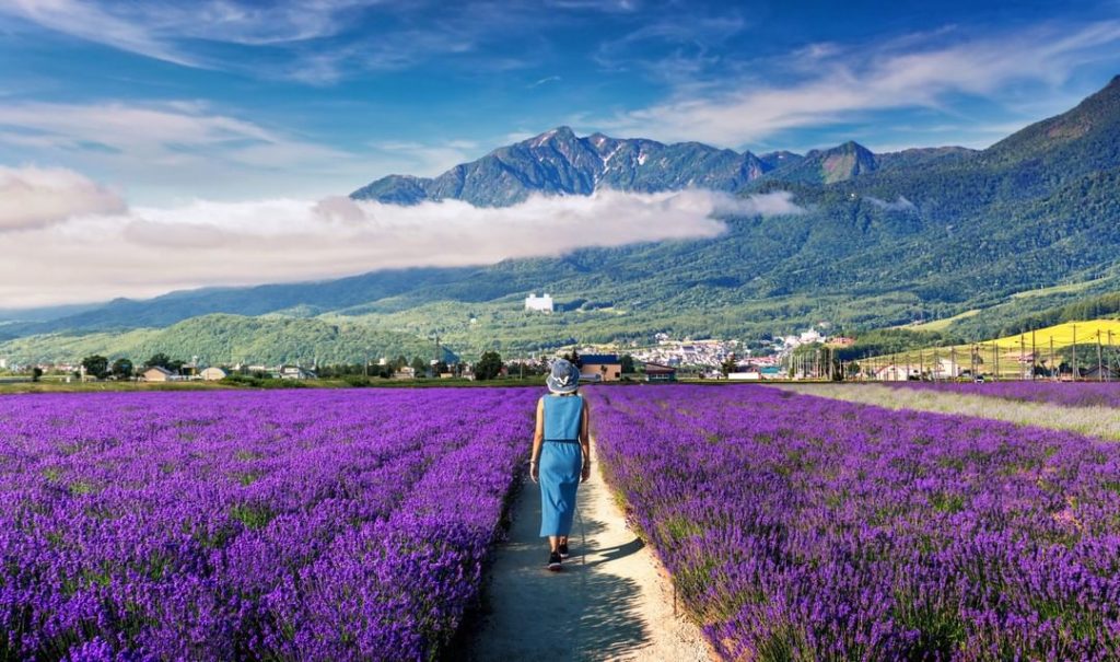 A walk through Hokkaido’s Furano Lavender-no-Mori (lavender field) is de rigueur...