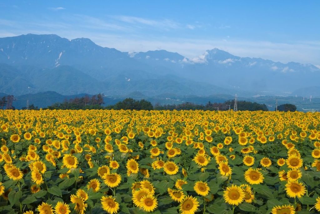 Akeno Himawari Batake (Akeno Sunflower Field), located in Hokuto City of Yamanas...