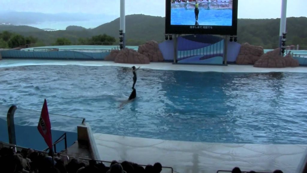 Dolphins Day Show, Adventure Land, Shirahama, Japan