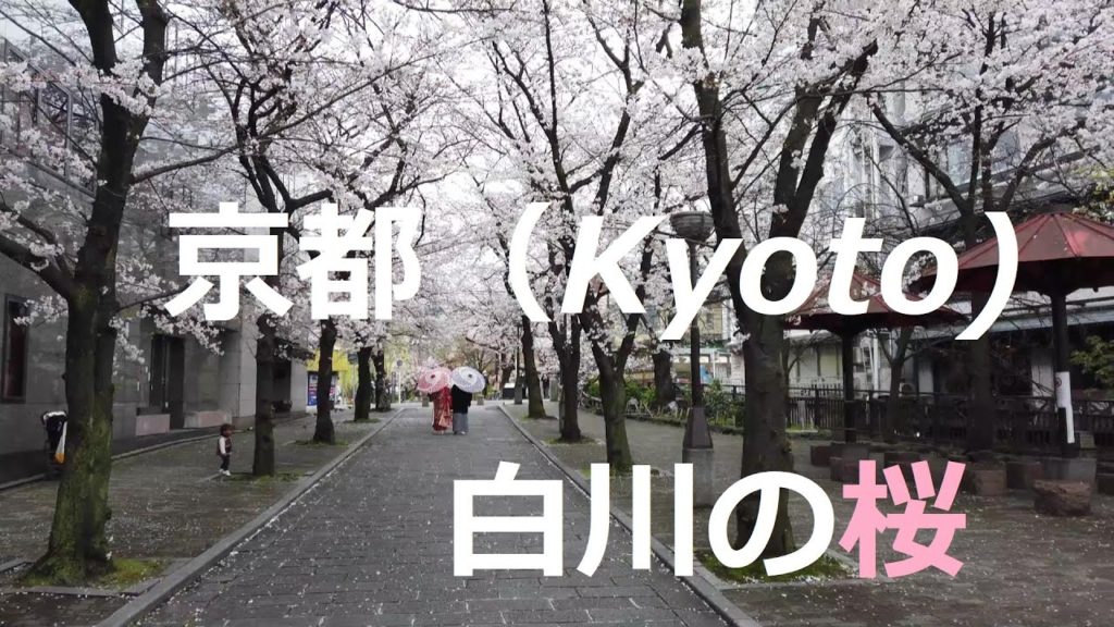 dji osmopocket  ～While watching SAKURA View (桜)along Shirakawa（白川）walked in Kyoto (京都）,Japan