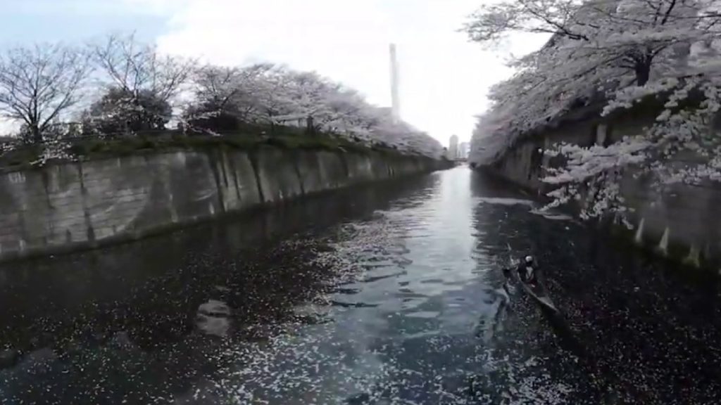 【ＶＲお花見】両岸に１３５０本　桜色に染まる目黒川（２０１７年取材）