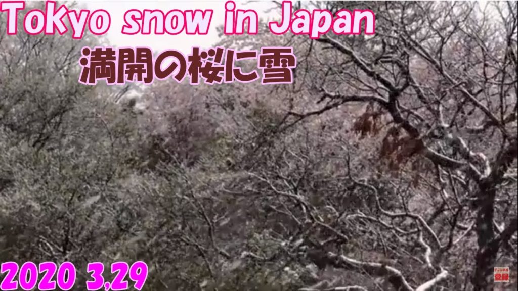 Tokyo snow in Japan 2020 3,29 満開の桜に雪
