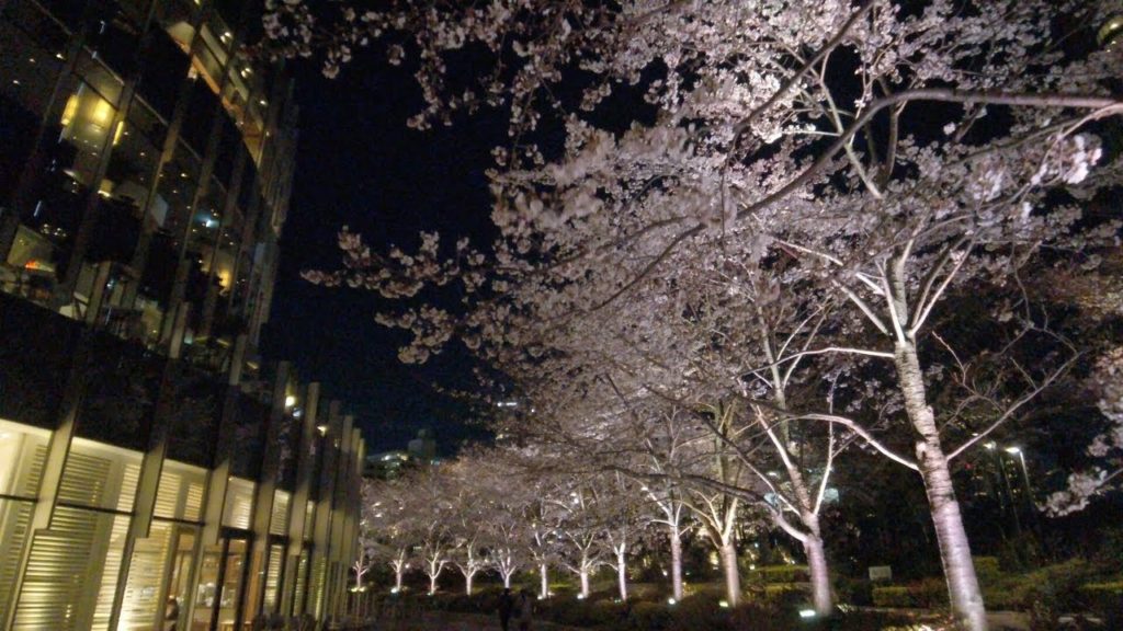 DJI Osmo Pocket -東京ミッドタウンの桜 Walk around cherry blossoms of  Tokyo Midtown【4K】【March 2020】