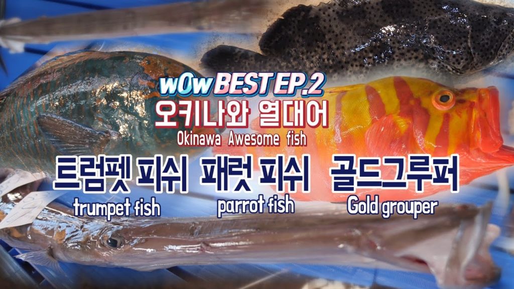 wOw! 오키나와 열대어 / 트럼펫 피쉬, 패럿 피쉬, 골드그루퍼 / okinawa awesome fish / Japanese fish