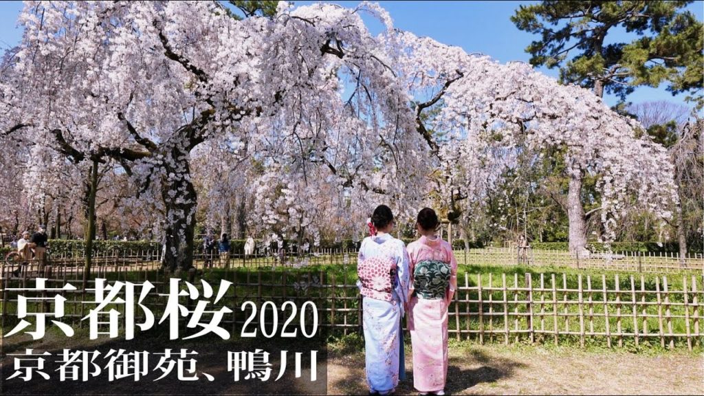京都御苑の桜、鴨川しだれ桜【京都桜2020】Cherry blossoms in Kyoto