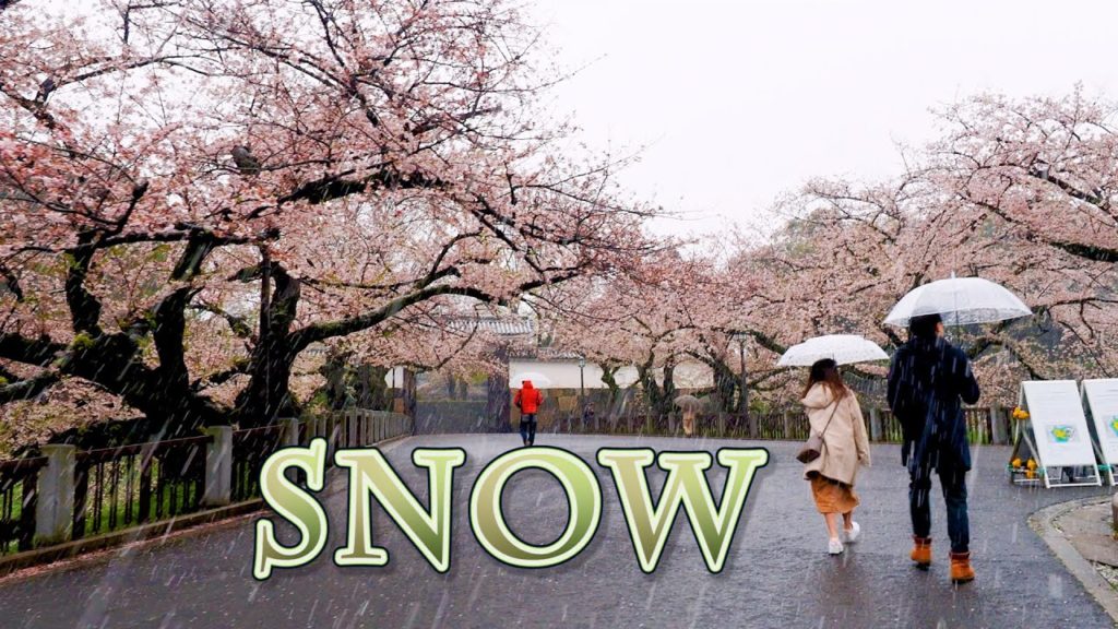 TOKYO【Cherry blossoms】Spring Snow in Tokyo during avoid going.雪桜 #4K #東京雪