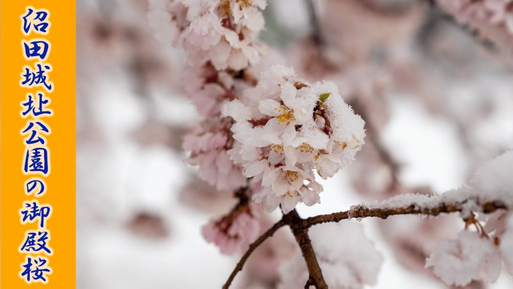 (Cherry Blossom Japan 2020🌸) Spring Snow Goten-zakura Numata Castle Ruins Park 4K HDR #御殿桜 #沼田城址公園