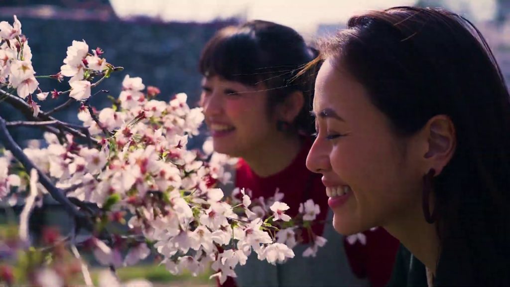 Visiting Superb Cherry Blossom Sites from Osaka. Trips to Enjoy Cherry Blossoms and History.