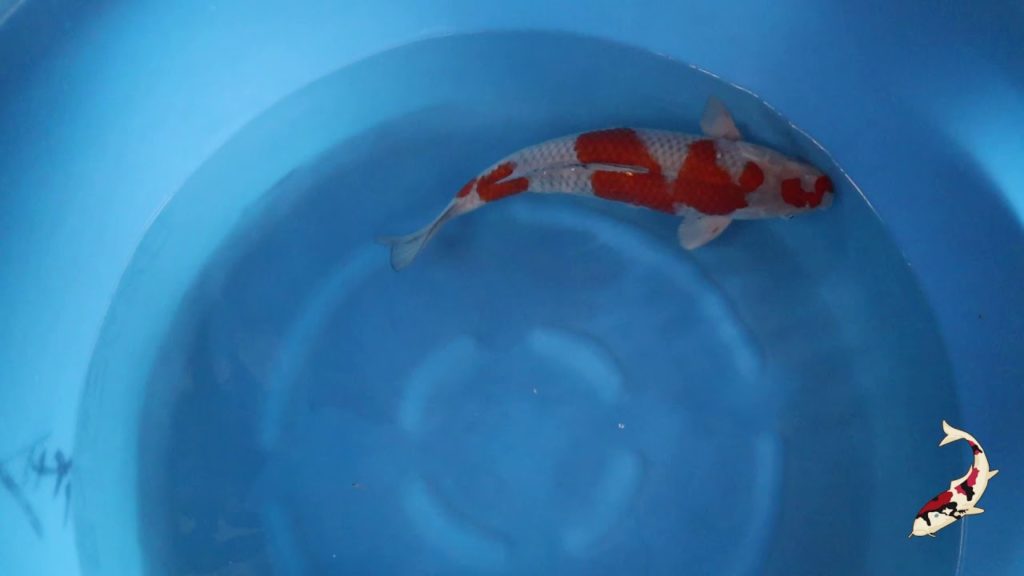 Koi Farms of Niigata SelectKoi.com