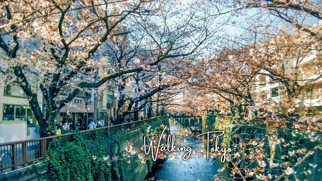 🇯🇵🌸☕️Tokyo Walking Tour | Nakameguro to Starbucks Reserve Roastery Tokyo