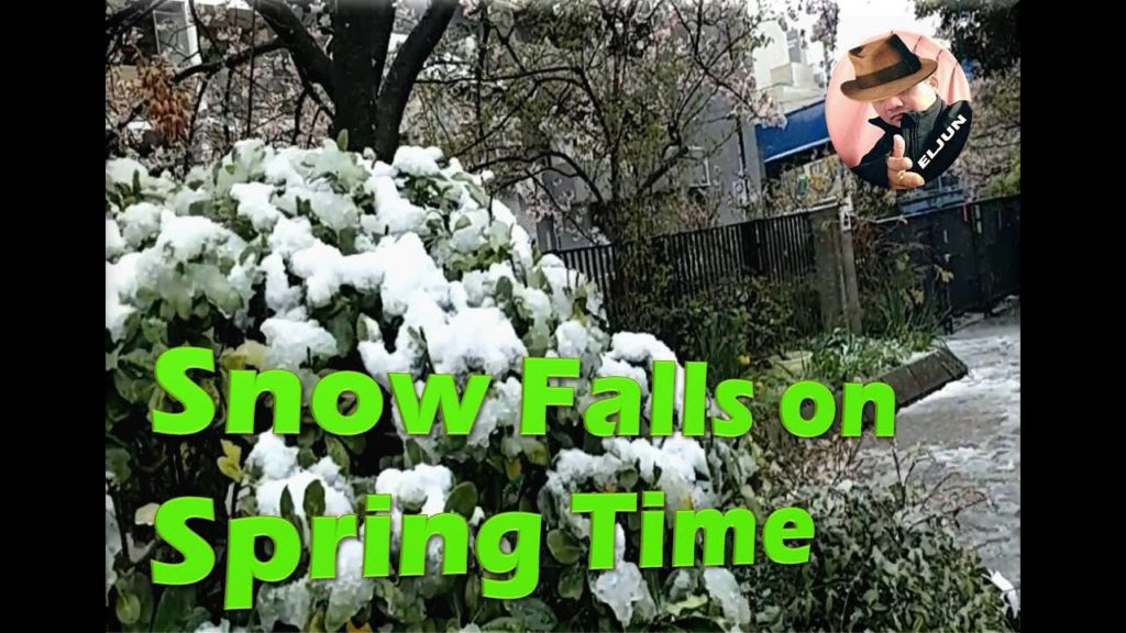Snow Falls on Spring Time I Yokohama I JAPAN I ELJUN #Spring#ELJUN#Snowfall