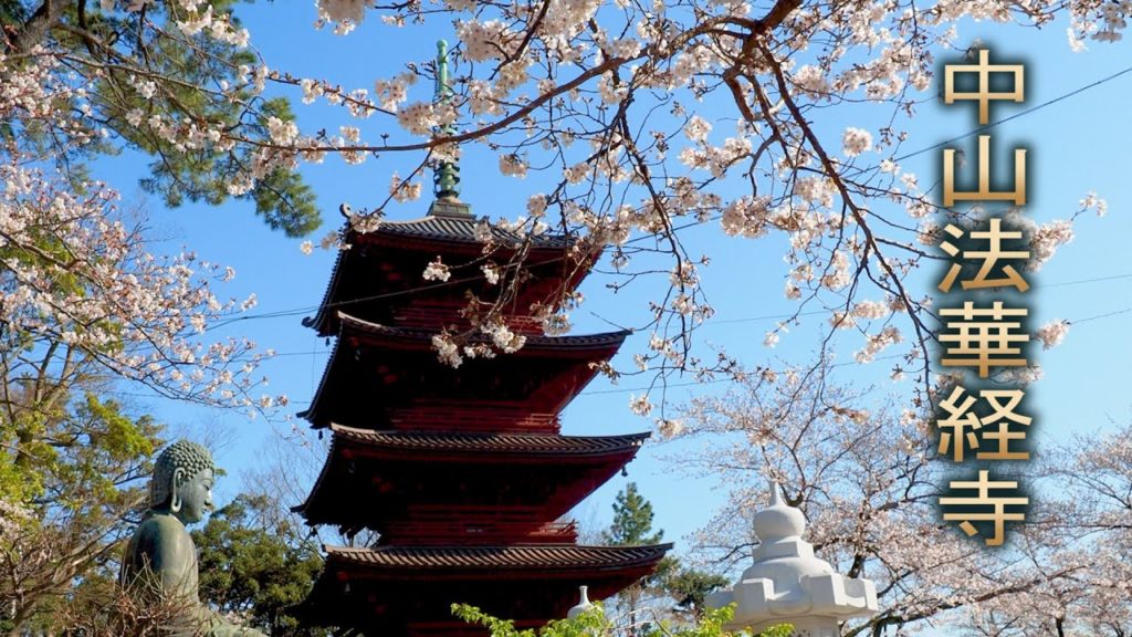 Chiba【Cherry blossoms】“Somei-Yoshino”of Nakayama Hokekyo-ji Temple.中山法華経寺 #4K
