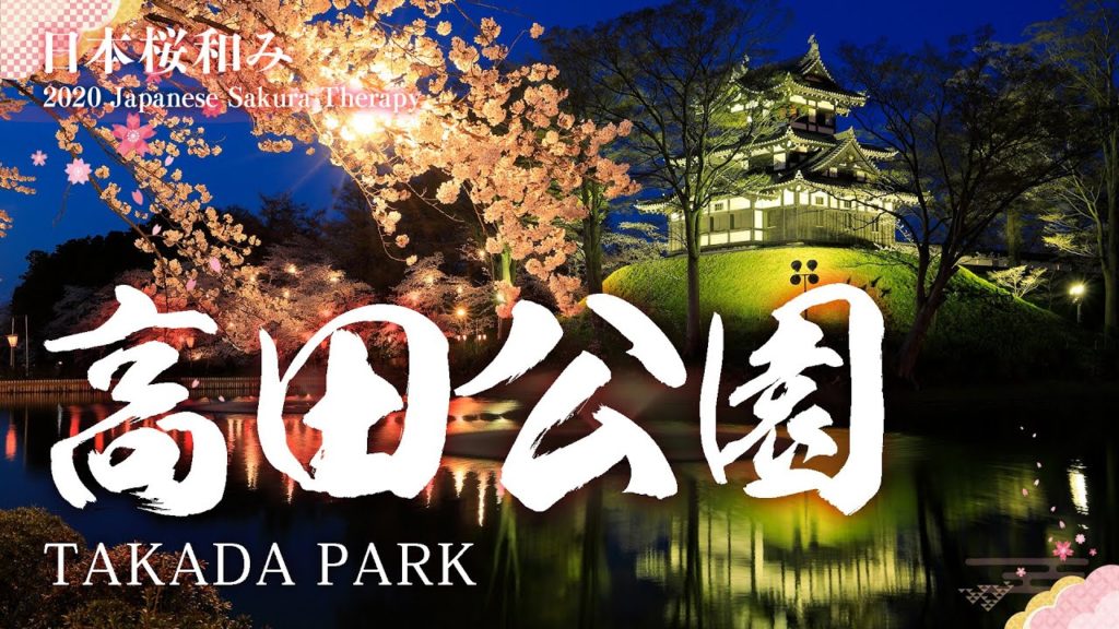 Sakura in Full Bloom at Takada Park, Niigata 新潟高田公園