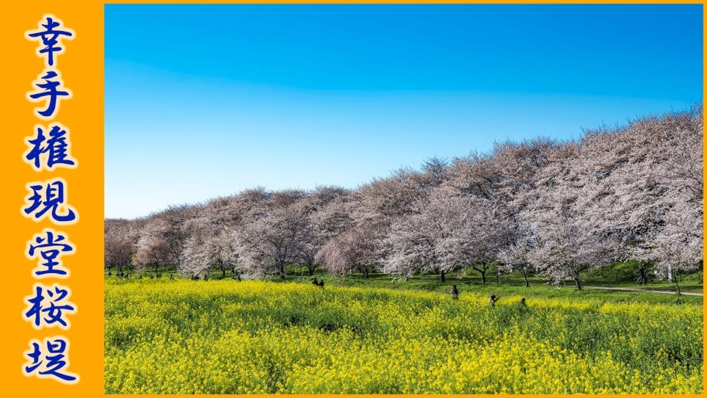 (Cherry Blossom Japan 2020🌸) Satte Gongendo Sakura Tsutsumi 4K HDR #幸手権現堂桜堤 #ソメイヨシノ