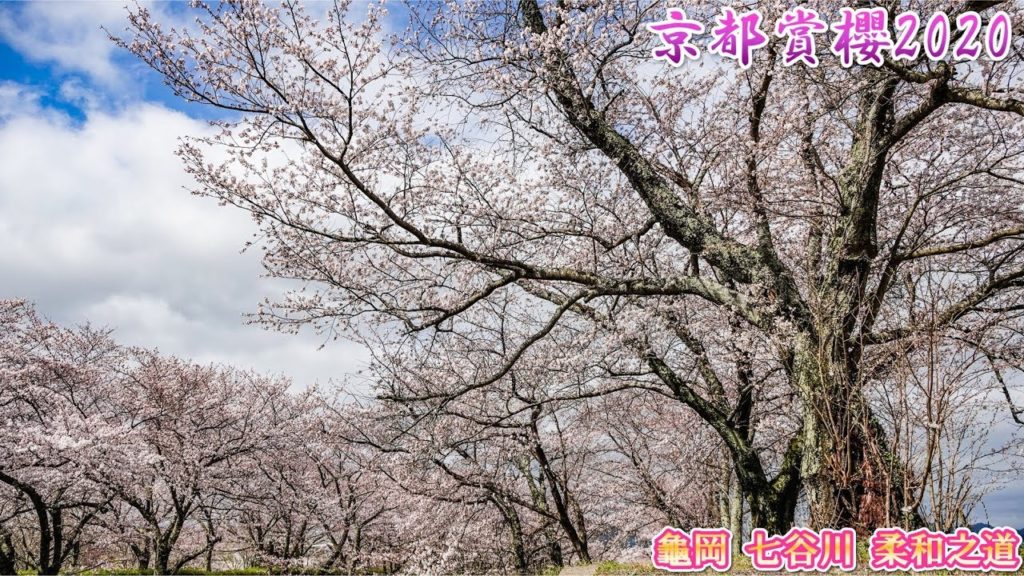 【京都賞櫻】2020・京都 櫻花開花情報更新 – 龜岡 七谷川 柔和之道 和らぎの道 2020年03月29日 【京都賞櫻】2020・京都 櫻花開花情報更新 - 龜岡 七谷川 柔和之道 和らぎの道 2020年03月29日