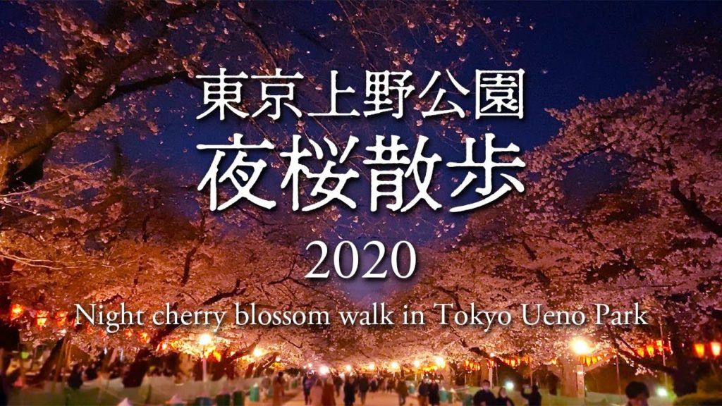【4K】東京上野公園 夜桜散歩2020 Night cherry blossom walk in Tokyo Ueno Park