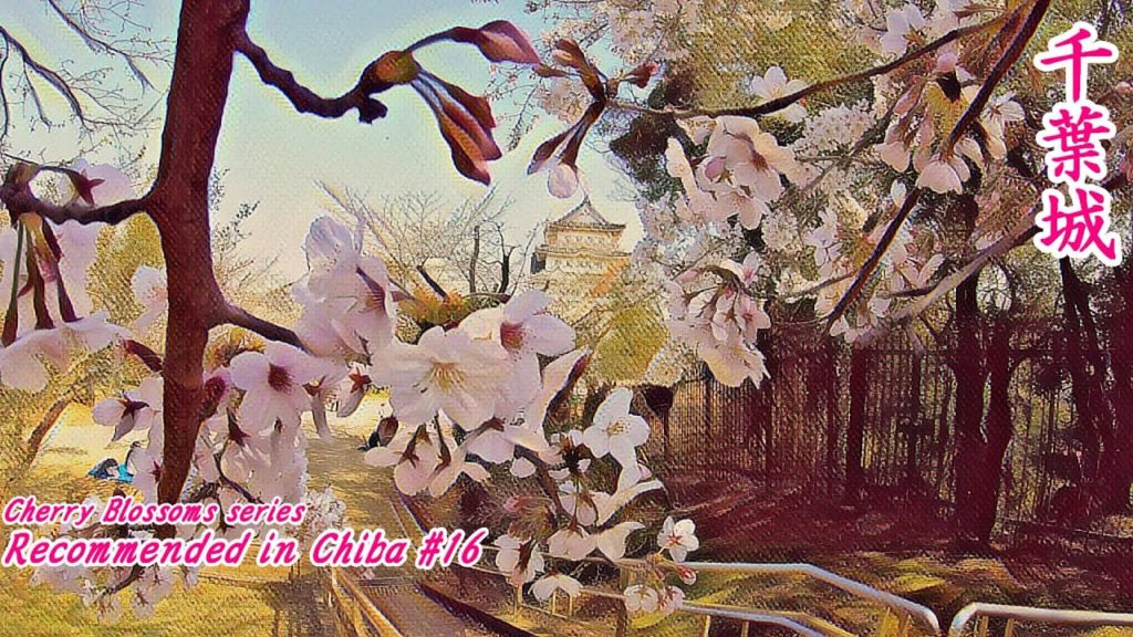 CHIBA CASTLE IN CHIBA CITY,CHIBA【千葉城】Cherry Blossoms  【Recommended in Chiba】Stroll Chiba castle