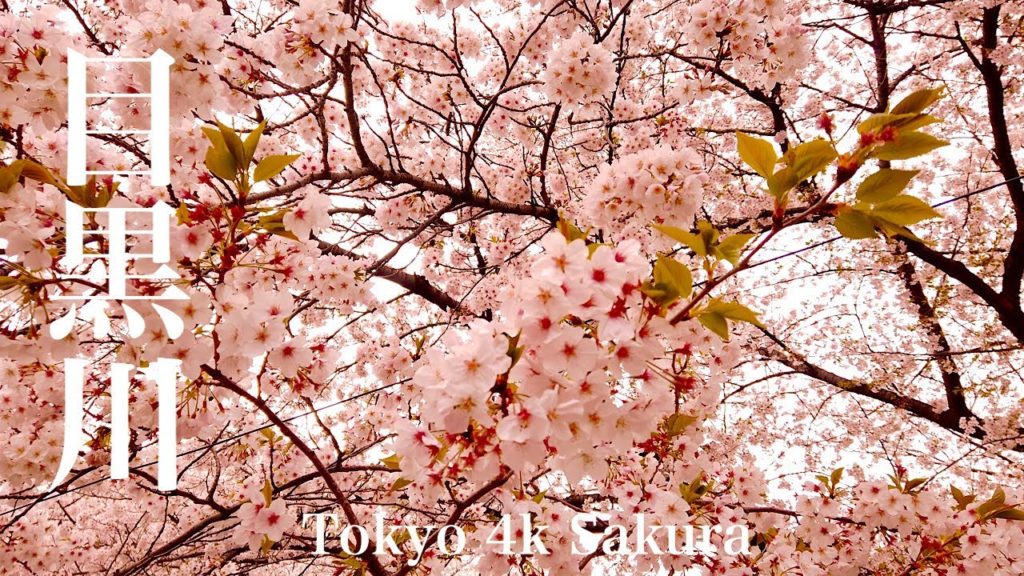 Walk [Tokyo 4k] Cherry Blossom 2020 Meguro River 目黒川の桜 [東京散歩]