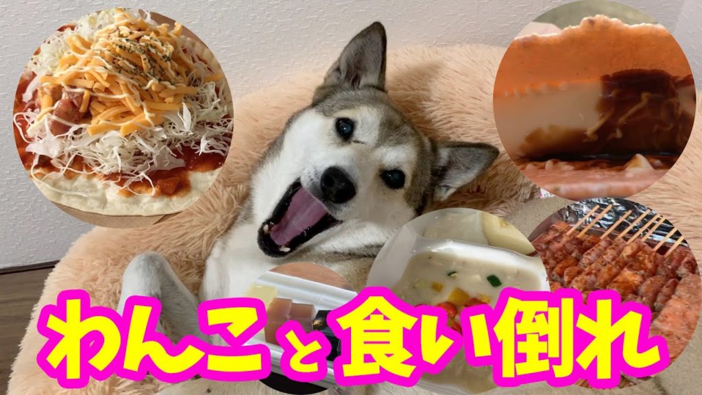 【わんこと食い倒れ🍽】大阪を食べ歩く🐕2019年11月