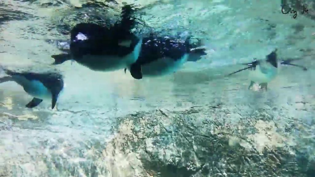 Asahiyama Zoo Penguin