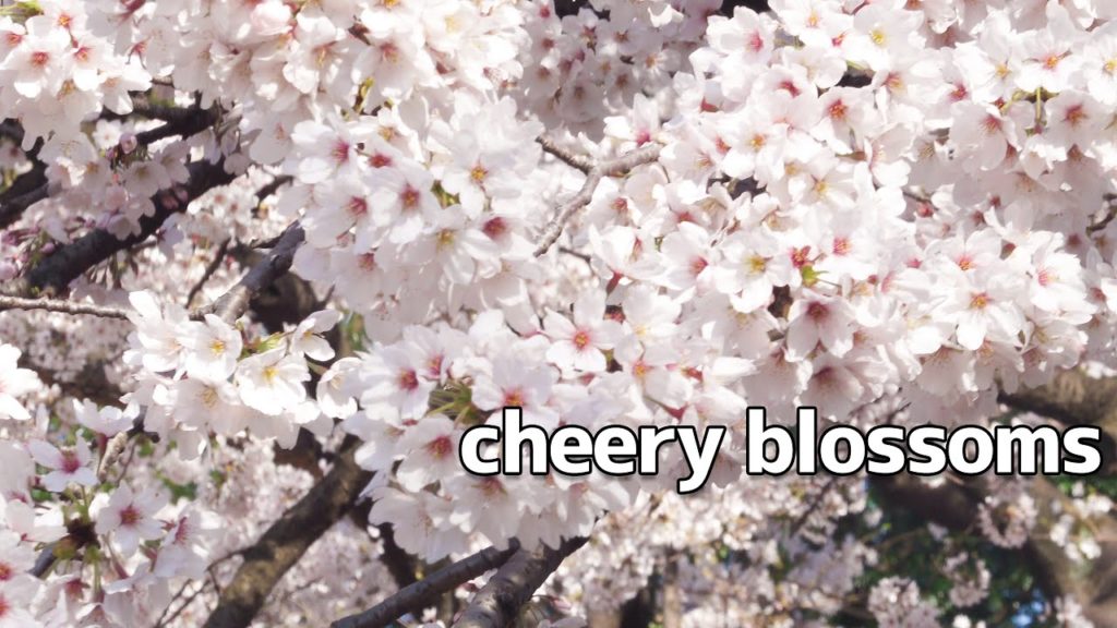 cherry blossoms in tokyo
