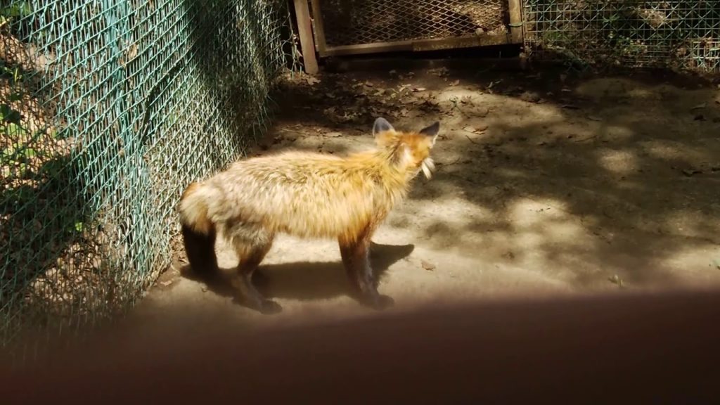 Kitsune Mura (Japan-Sendai)