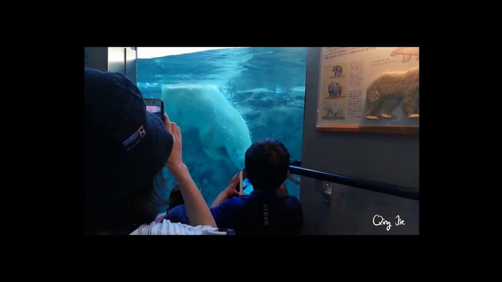 Asahiyama Zoo PolarBear