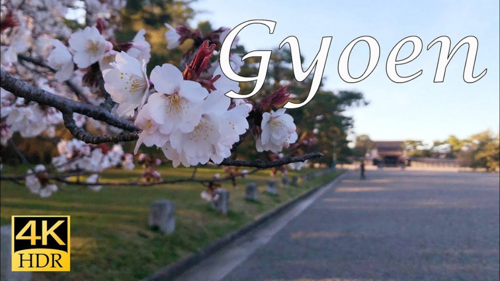 京都御苑　夕暮れの桜を歩く / Kyoto Gyoen Cherry blossoms in the twilight 【4K】
