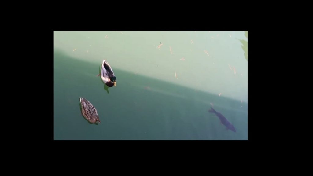 Kyoto Imperial Palace Garden, Nijo Castle