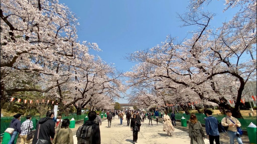 【4K】Walk on Ueno (Cherry Blossoms,上野公園の桜) at Tokyo【2020】