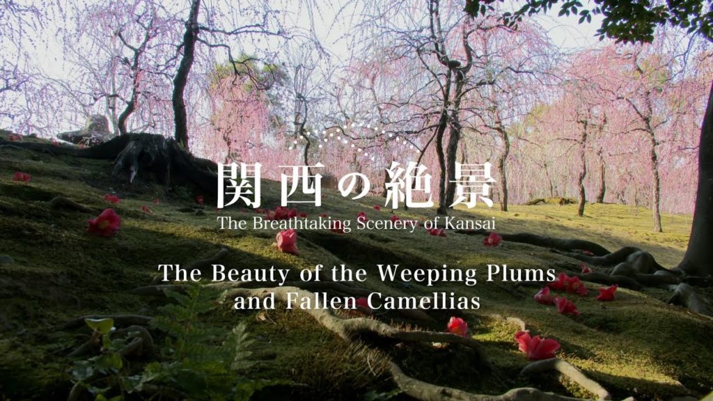 Jonangu Shrine ~The Beauty of the Weeping Plums and Fallen Camellias~