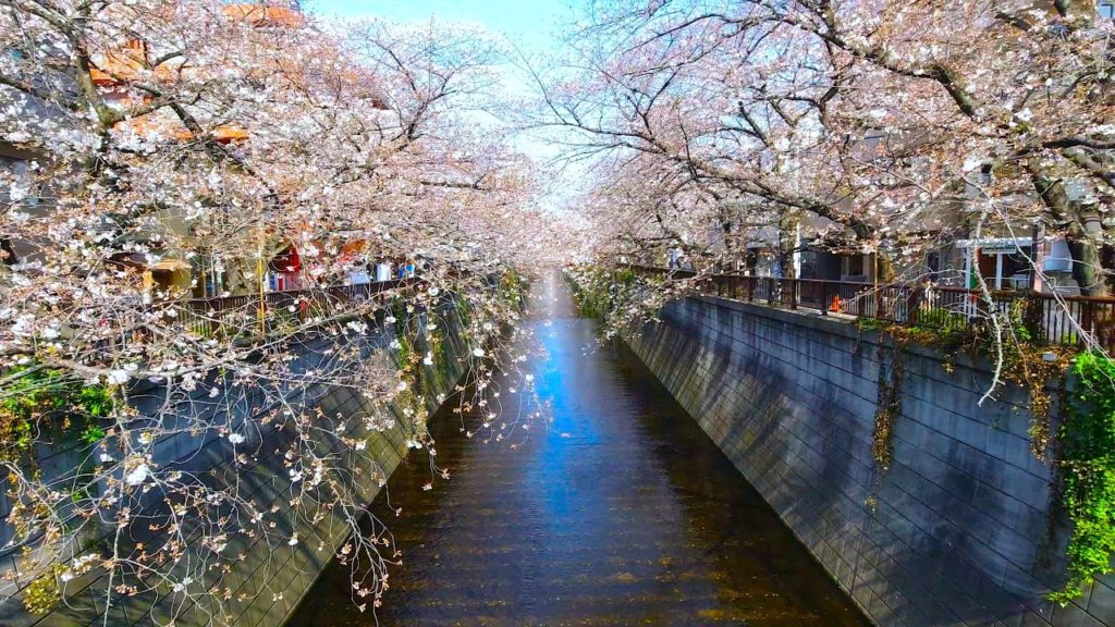 Tokyo Walk - Cherry Blossoms at Nakameguro (目黒川の桜) - 2020/3/26 - 4K