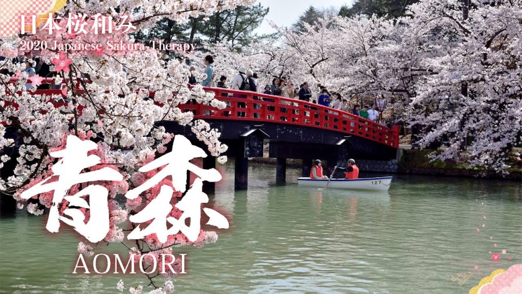 In Northern Japan Discover Aomori's Magnificent Cherry Blossoms! 青森の桜