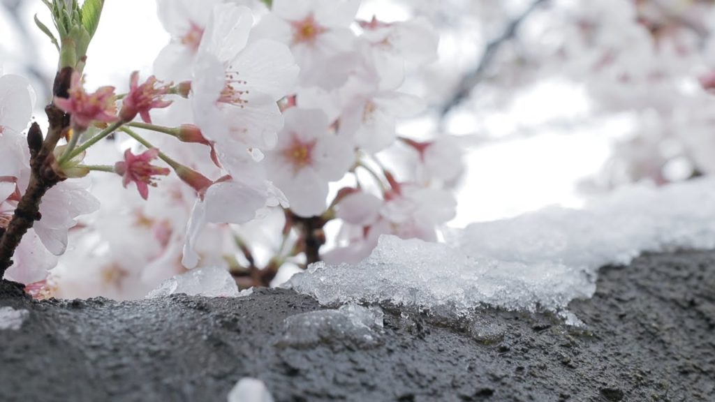 RARE Snowfall in Tokyo During Sakura Season in Japan (STUNNING!) RARE Snowfall in Tokyo During Sakura Season in Japan (STUNNING!)