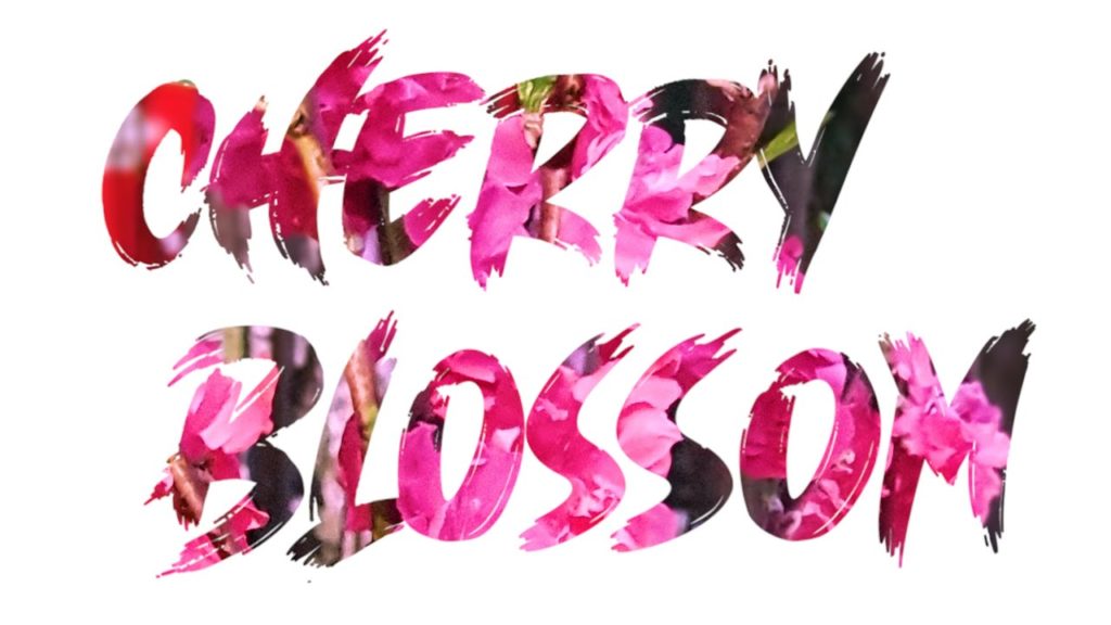 Cherry blossom experience in Singapore: Sakura Matsuri @ Gardens by the Bay 2020 Cherry blossom experience in Singapore: Sakura Matsuri @ Gardens by the Bay 2020